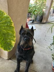 Lost Male Dog last seen Rider st/ Clark st, Mead Valley, CA 92570