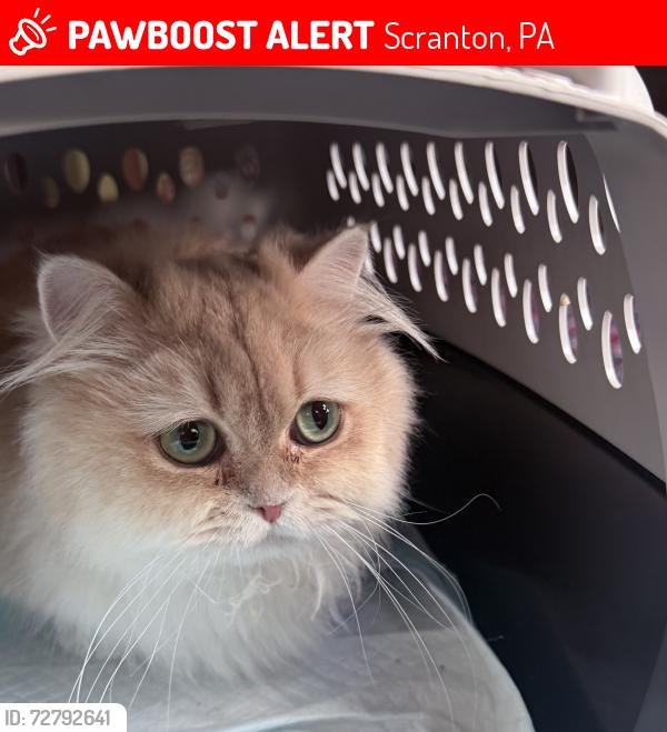 Lost Female Cat last seen Near Euclid Ave, Scranton, PA 18510