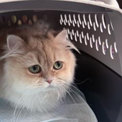 Lost Female Cat last seen Near Euclid Ave, Scranton, PA 18510
