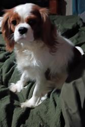 Lost Female Dog last seen Palm ave between Hillsdale and Roseville Rd , Sacramento, CA 95660
