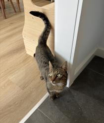 Reunited Female Cat last seen Borrie Street, Miranda Road, Reservoir Views Primary School, Reservoir, VIC 3073