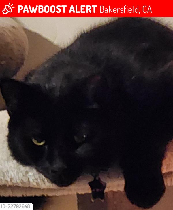 Lost Male Cat last seen Brimhall and Calloway , Bakersfield, CA 93312
