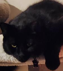 Lost Male Cat last seen Brimhall and Calloway , Bakersfield, CA 93312