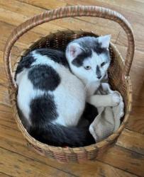 Lost Female Cat last seen Near Crestedge Ln. Rockville, Maryland, Rockville, MD 20853