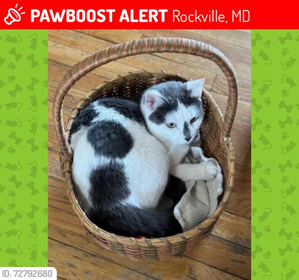 Lost Female Cat last seen Near Crestedge Ln. Rockville, Maryland, Rockville, MD 20853