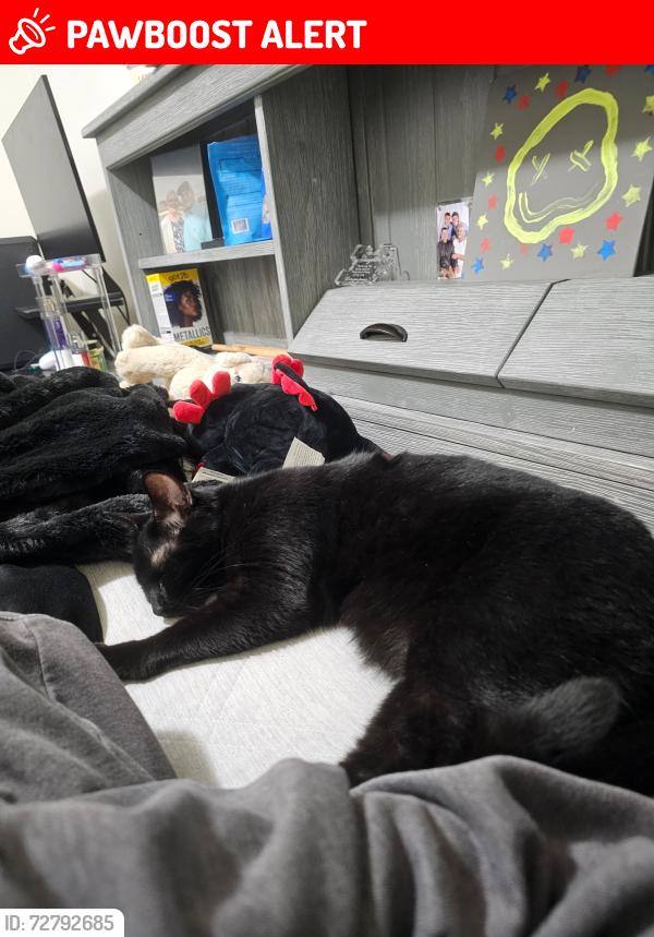 Lost Female Cat last seen Eastview Drive pendelton sc, Anderson County, SC 29670