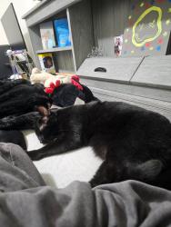 Lost Female Cat last seen Eastview Drive pendelton sc, Anderson County, SC 29670