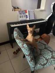 Lost Male Dog last seen 26th St and Yellowhammer, McAllen, TX 78504