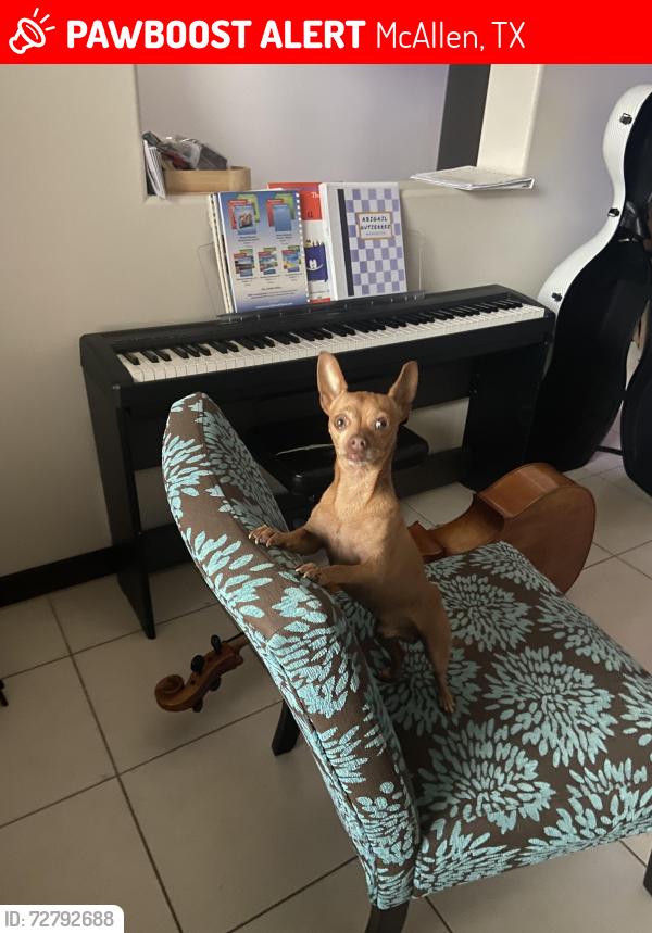 Lost Male Dog last seen 26th St and Yellowhammer, McAllen, TX 78504