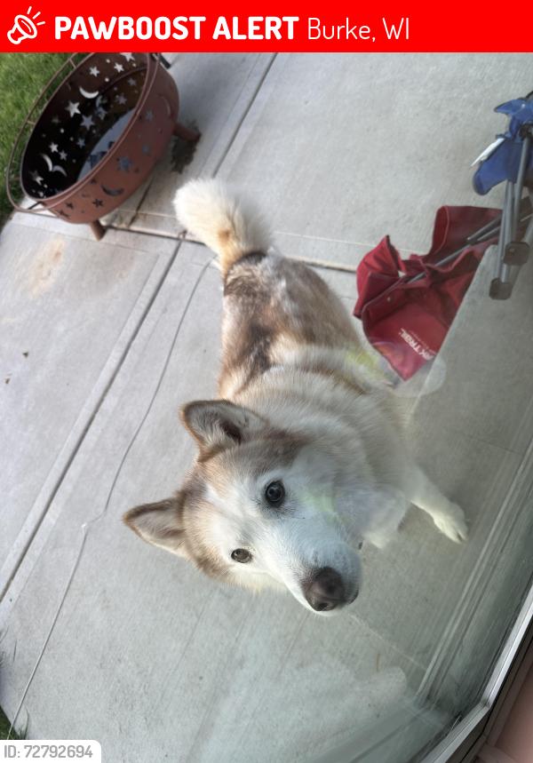 Lost Female Dog last seen Shiloh Rd, Burke, WI 53532