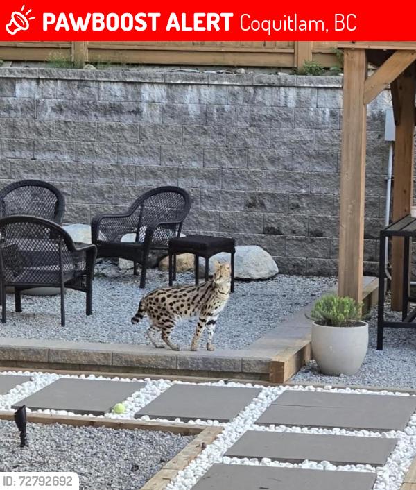 Lost Female Cat last seen Burke Mtn, Coquitlam, BC 
