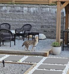 Lost Female Cat last seen Burke Mtn, Coquitlam, BC 