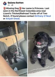 Lost Female Dog last seen Lizard thicket , Columbia, SC 29223