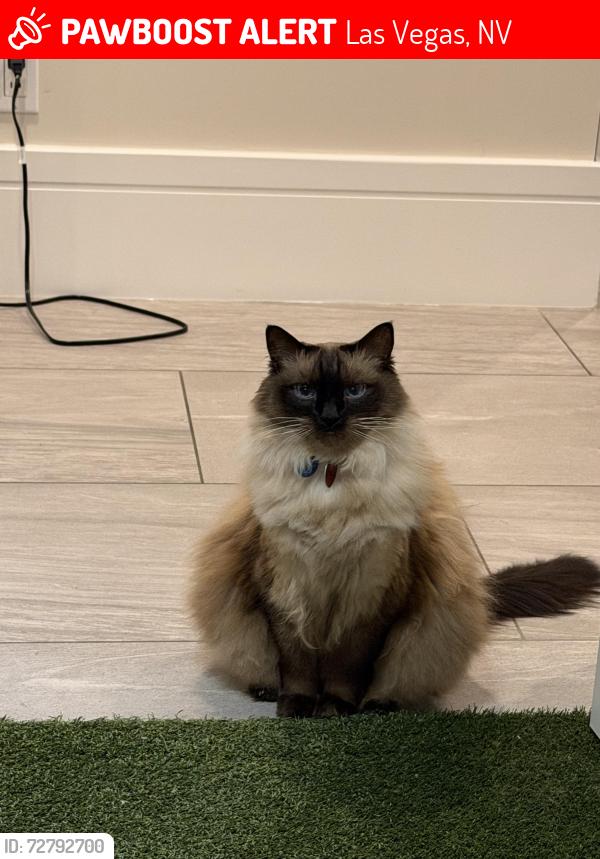 Lost Female Cat last seen Meadowhawk Lane, Granite Ridge Drive, Las Vegas, NV 89135