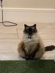 Lost Female Cat last seen Meadowhawk Lane, Granite Ridge Drive, Las Vegas, NV 89135