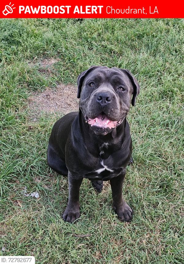 Lost Female Dog last seen Near olive grove rd choudrant, la 71227, Choudrant, LA 71227