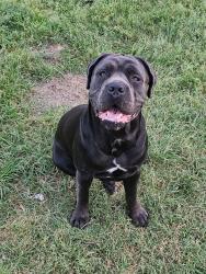 Lost Female Dog last seen Near olive grove rd choudrant, la 71227, Choudrant, LA 71227
