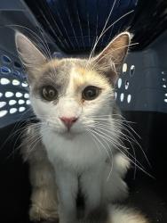 Shelter Stray Female Cat last seen Near BLOCK MISSION ST, BAKERSFIELD CA 93307, Bakersfield, CA 93308