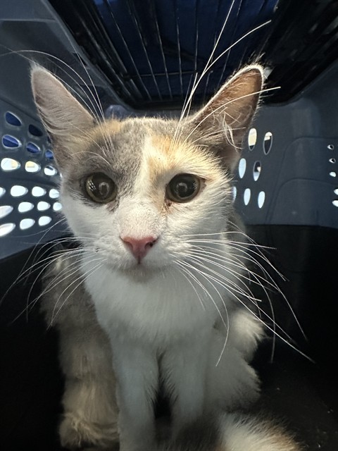 Shelter Stray Female Cat last seen Near BLOCK MISSION ST, BAKERSFIELD CA 93307, Bakersfield, CA 93308