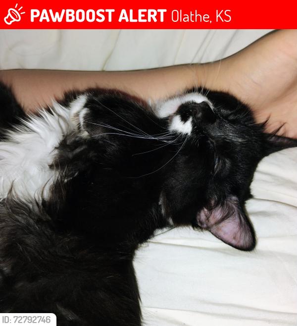 Lost Male Cat last seen Near South pine Street Olathe Kansas 66061, Olathe, KS 66061