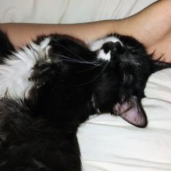 Lost Male Cat last seen Near South pine Street Olathe Kansas 66061, Olathe, KS 66061
