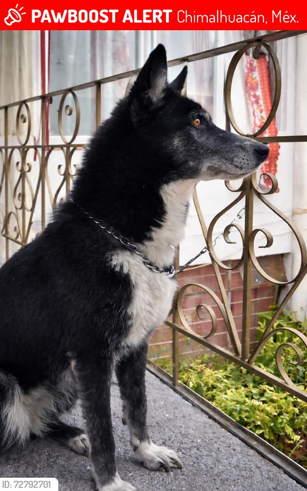 Lost Female Dog last seen Chimalhuacán san Pedro las cruces 71, Chimalhuacán, Méx. 56334