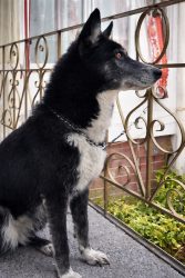 Lost Female Dog last seen Chimalhuacán san Pedro las cruces 71, Chimalhuacán, Méx. 56334