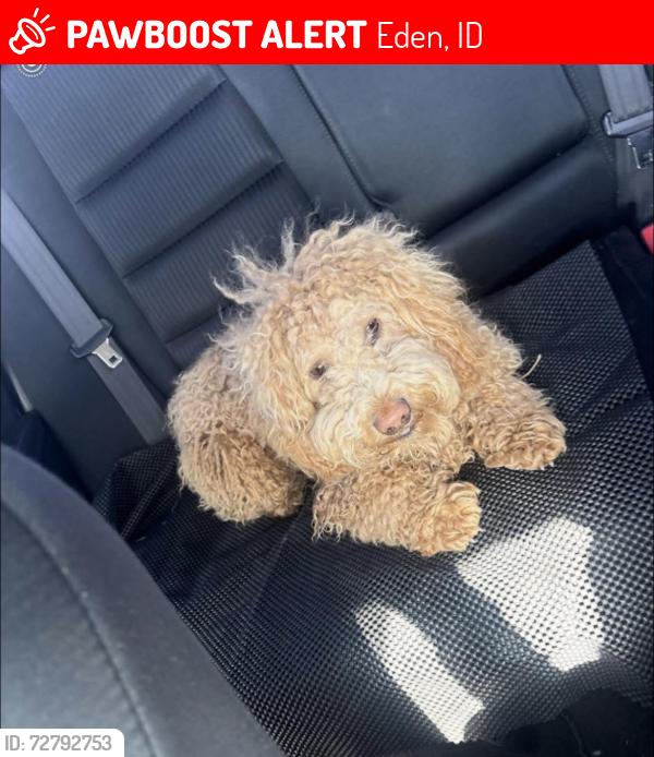 Lost Male Dog last seen The Highway 25 road near Eden, Eden, ID 83325