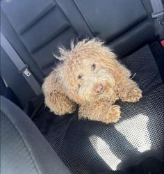 Lost Male Dog last seen The Highway 25 road near Eden, Eden, ID 83325