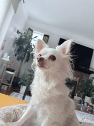 Lost Female Dog last seen 167st 45ave, Queens, NY 11358