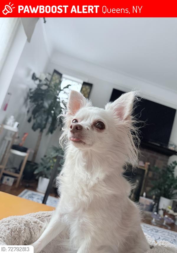 Lost Female Dog last seen 167st 45ave, Queens, NY 11358