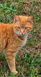 Found/Stray Unknown Cat last seen Tractor Supply , Fayetteville, NC 28304