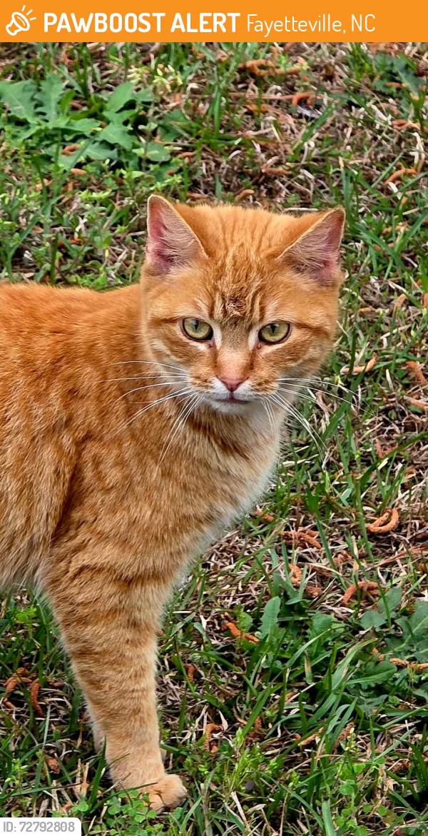 Found/Stray Unknown Cat last seen Tractor Supply , Fayetteville, NC 28304