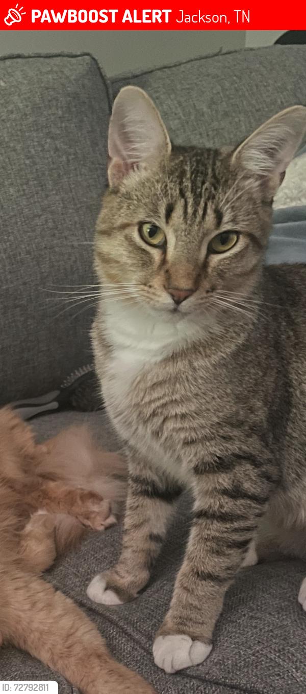 Lost Male Cat last seen Pleasant planes extended / Saddlebrook, Jackson, TN 38305