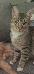 Lost Male Cat last seen Pleasant planes extended / Saddlebrook, Jackson, TN 38305