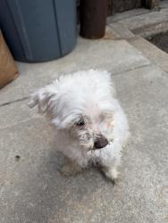 Found/Stray Male Dog last seen 13th Street and Broad Street and S Clarion Street, Philadelphia, PA 19147