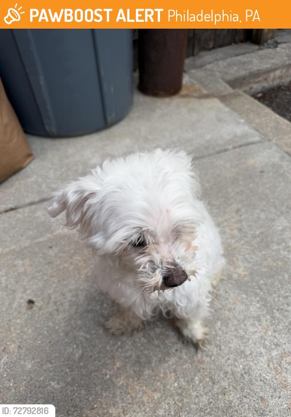 Found/Stray Male Dog last seen 13th Street and Broad Street and S Clarion Street, Philadelphia, PA 19147