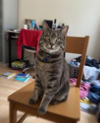 Found/Stray Unknown Cat last seen England , , England 