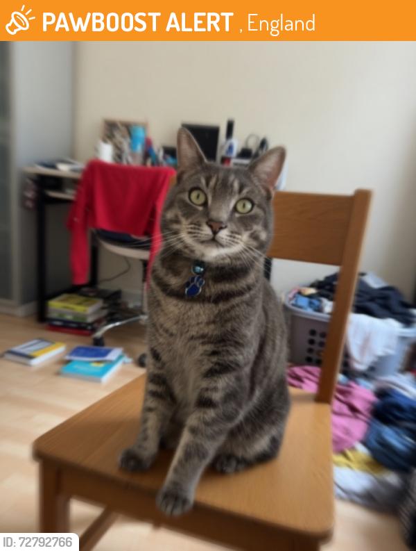 Found/Stray Unknown Cat last seen England , , England 