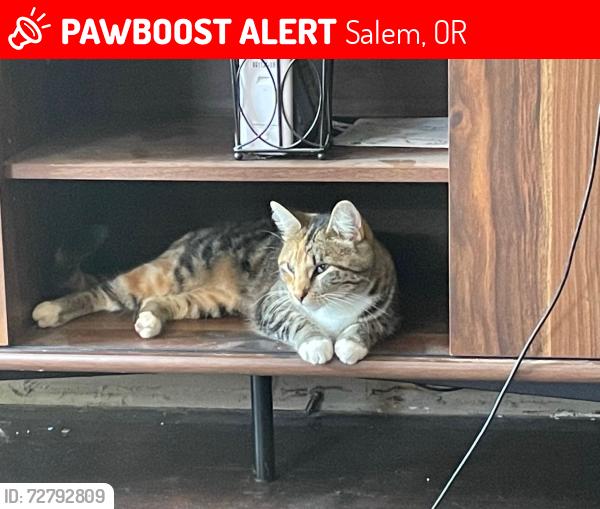 Lost Female Cat last seen Ward Dr, Salem, OR 97305