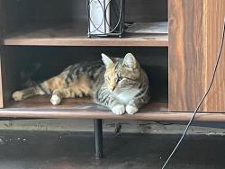 Lost Female Cat last seen Ward Dr , Salem, OR 97305