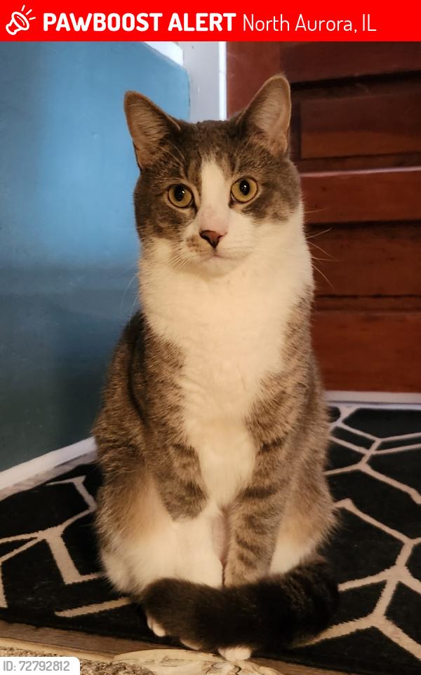 Lost Male Cat last seen Near n river rd, North Aurora, IL 60542