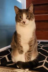 Lost Male Cat last seen Near n river rd, North Aurora, IL 60542