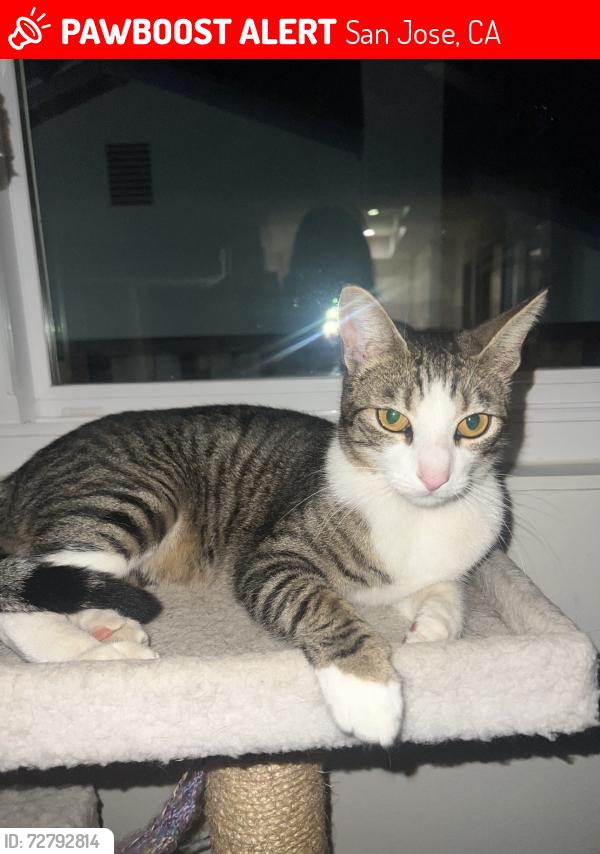 Lost Male Cat last seen Piedmont Road, San Jose, CA 95132
