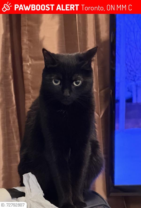 Lost Female Cat last seen Jane and Weston, Toronto, ON M6M 2C7