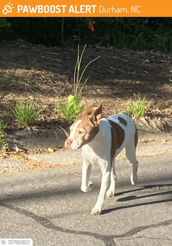 Found/Stray Unknown Dog last seen Sunset Ave near Albany St., Durham, NC 27705
