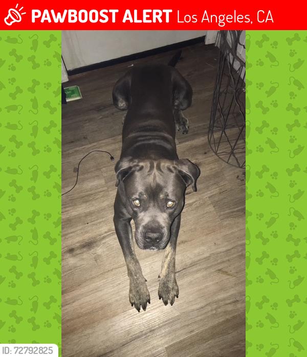 Lost Male Dog last seen griffin avenue, lincoln heights, Los Angeles, CA 90031