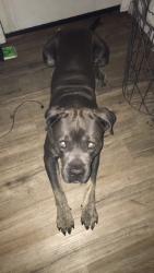Lost Male Dog last seen griffin avenue, lincoln heights, Los Angeles, CA 90031