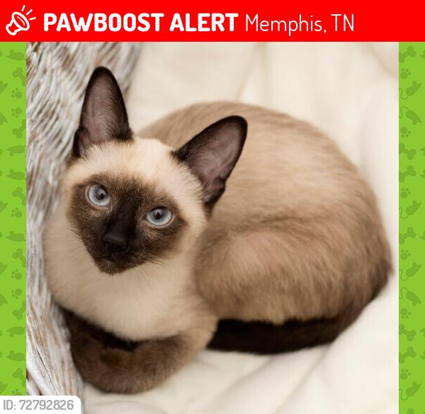 Lost Male Cat last seen Across from Kooky Canuck, Memphis, TN 38103