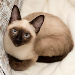Lost Male Cat last seen Across from Kooky Canuck, Memphis, TN 38103